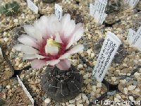 Gymnocalycium esperanzae ©FA.jpg